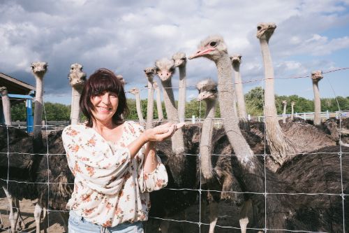 Feeding Ostriches